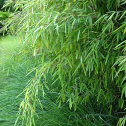 Bambu Fargesia nitida Great Wall